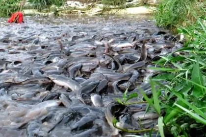 Cost of Starting Fish Farming in South Africa